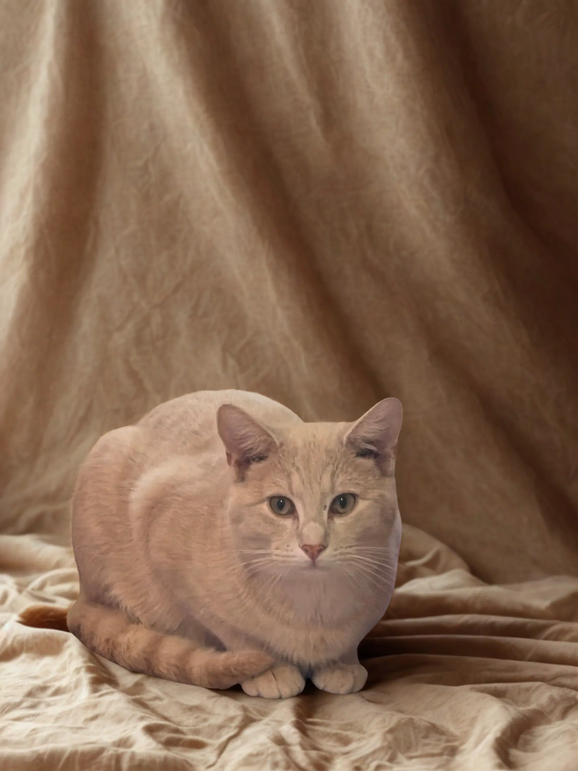 Taz image 2