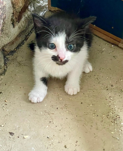Skittles, an adoptable Tuxedo in Flint Hill, VA