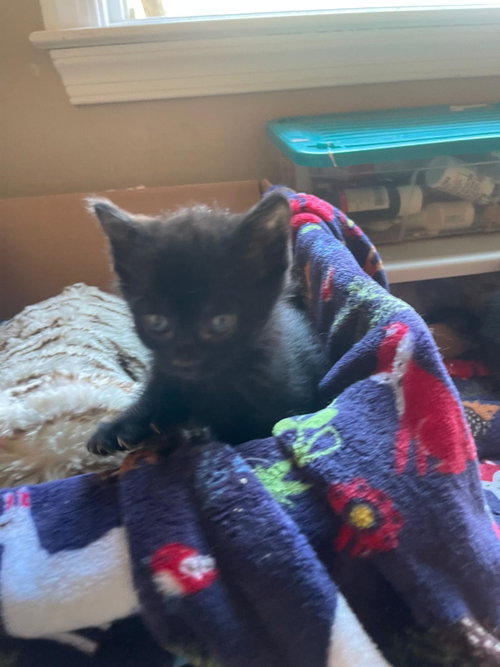 Pantha, an adoptable Bombay in Flint Hill, VA