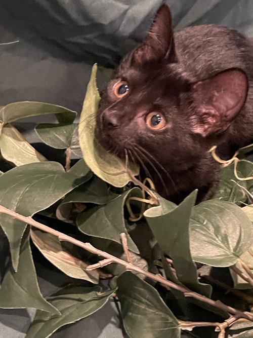 Pantha