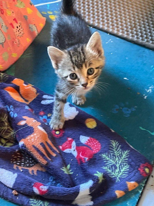 Puma, an adoptable Tabby in Flint Hill, VA