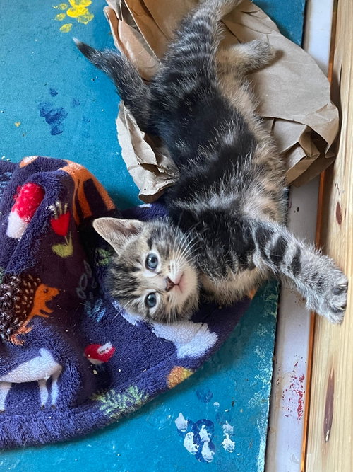 Couga, an adoptable Tabby in Flint Hill, VA