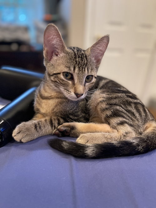 Couga, an adoptable Tabby in Flint Hill, VA