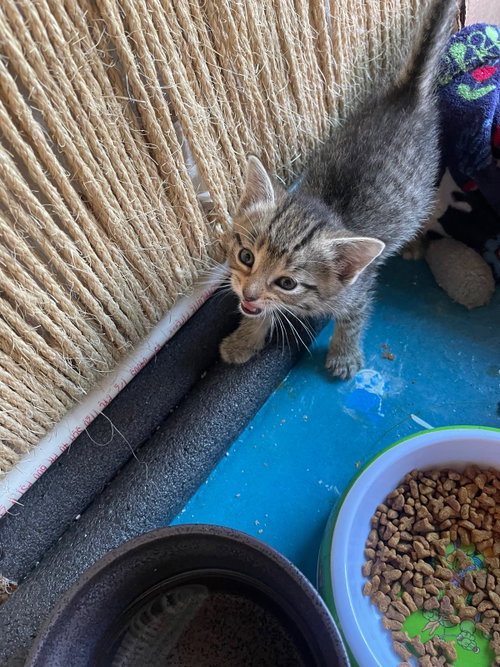 Cheeta, an adoptable Tabby in Flint Hill, VA
