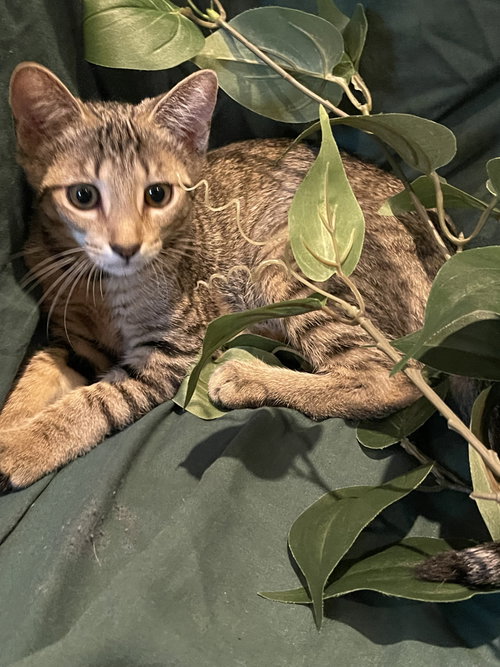 Cheeta, an adoptable Tabby in Flint Hill, VA