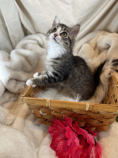 Ming, an adoptable Tabby in Flint Hill, VA