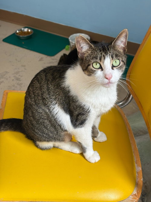 Lily Ann, Adult Tabby / Mixed (short coat), cat for adoption in Manassas, Virginia