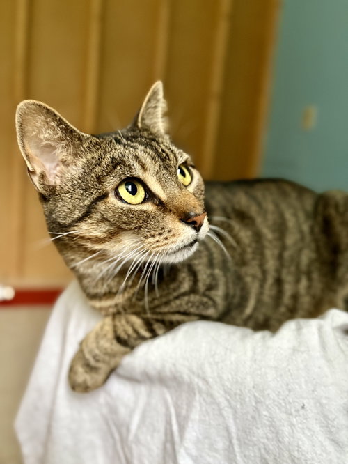 picture of the cat needing adoption