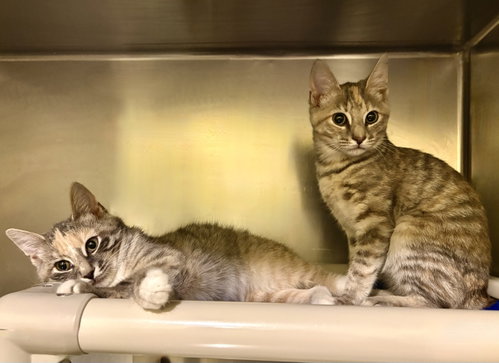 Dove, an adoptable Bobtail in Flint Hill, VA