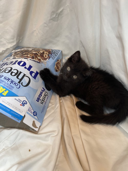 Cheerio photo 2