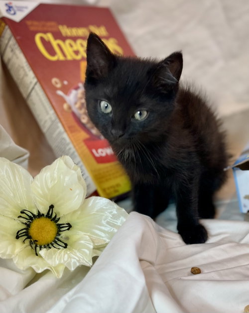 Cheerio, an adoptable Bombay in Flint Hill, VA