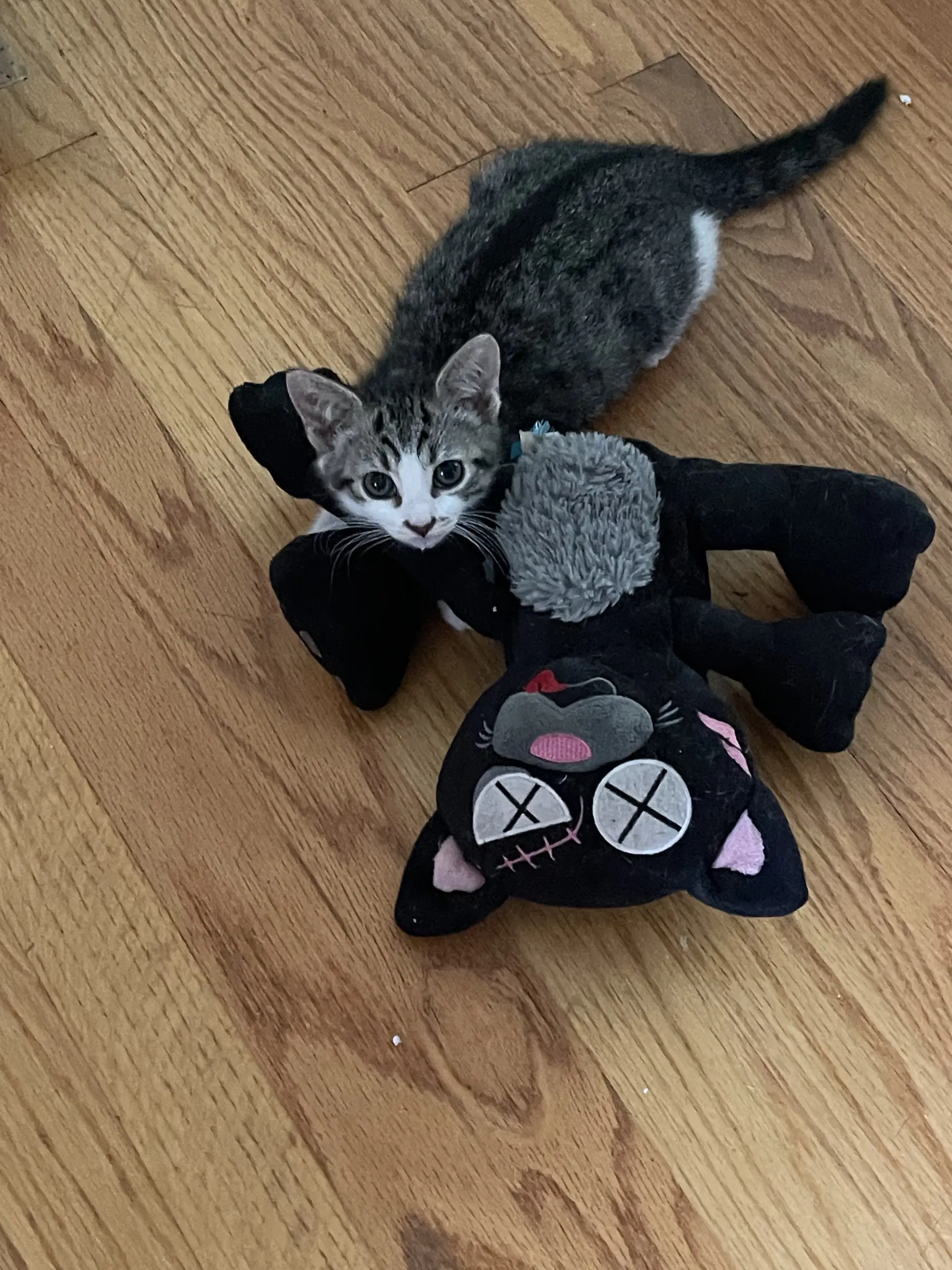 Keeper - White Tabby