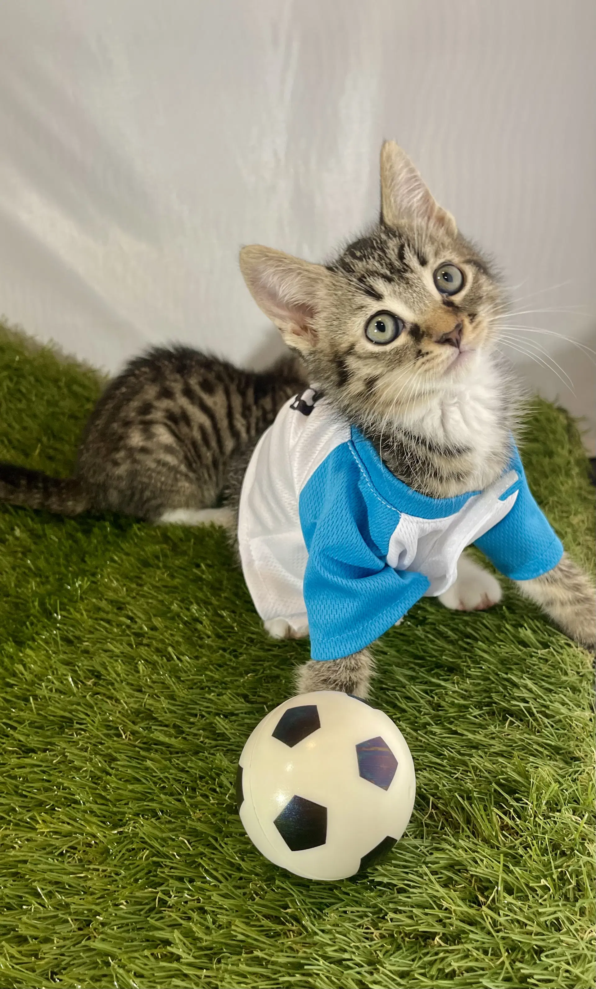 Striker - Tabby