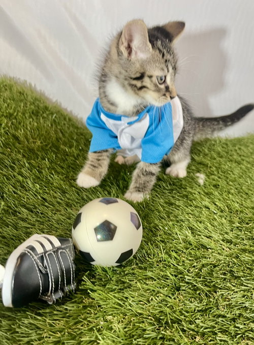 Striker photo 3