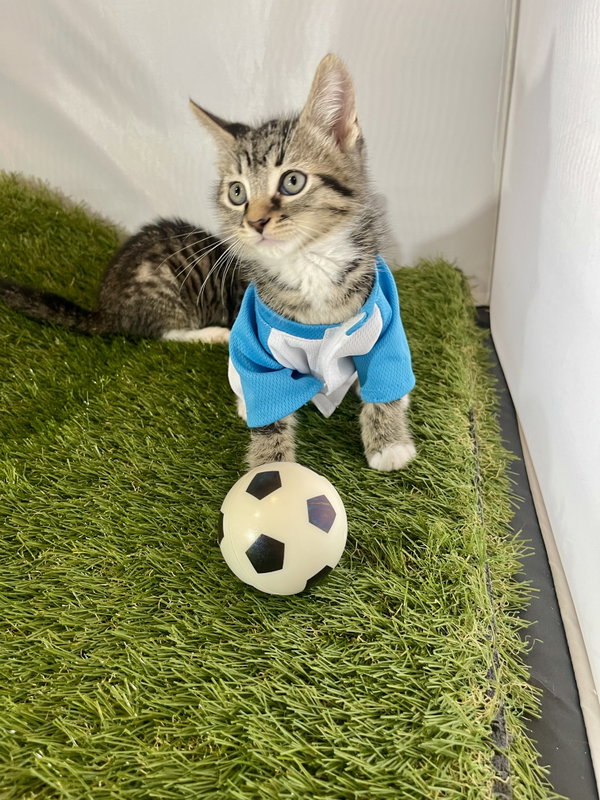 Striker