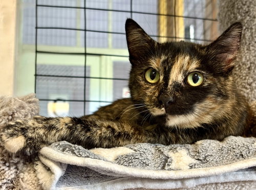picture of the cat needing adoption