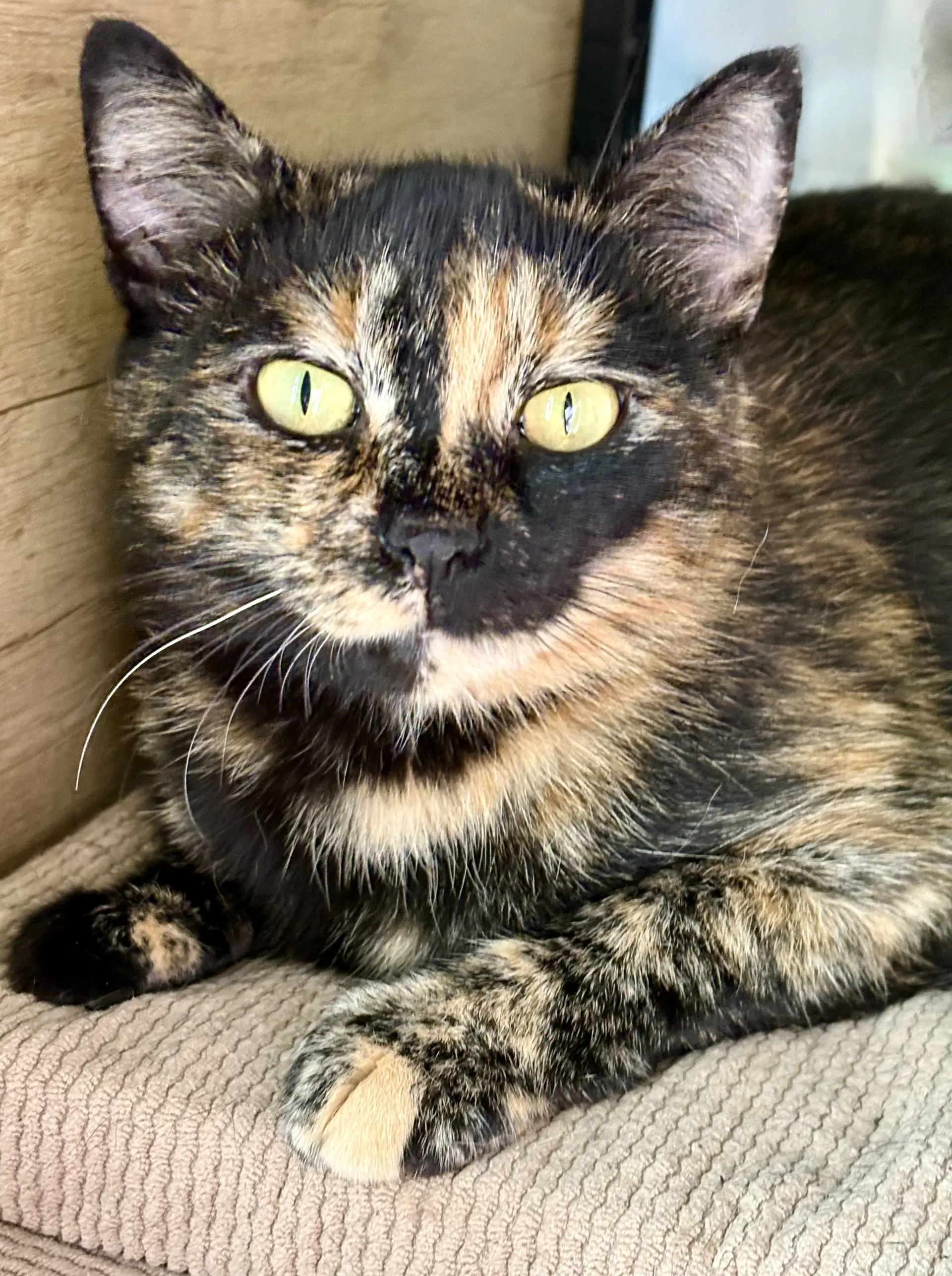 July - Tortoiseshell