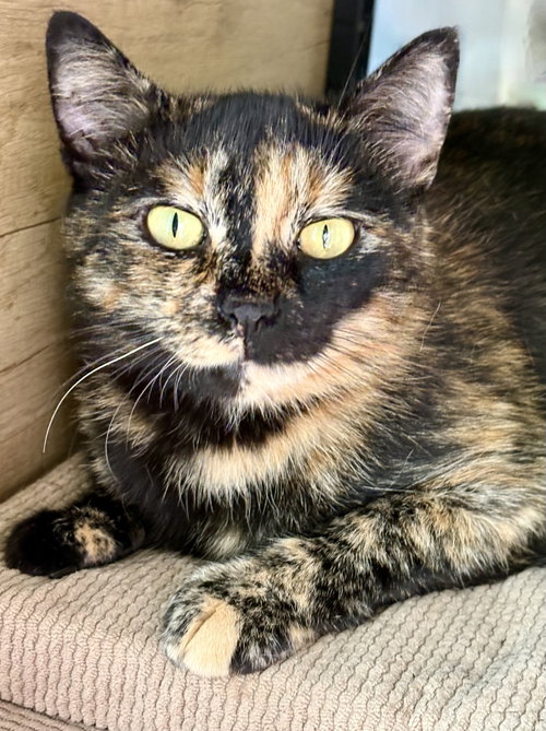 July, a cat for adoption from RappCats