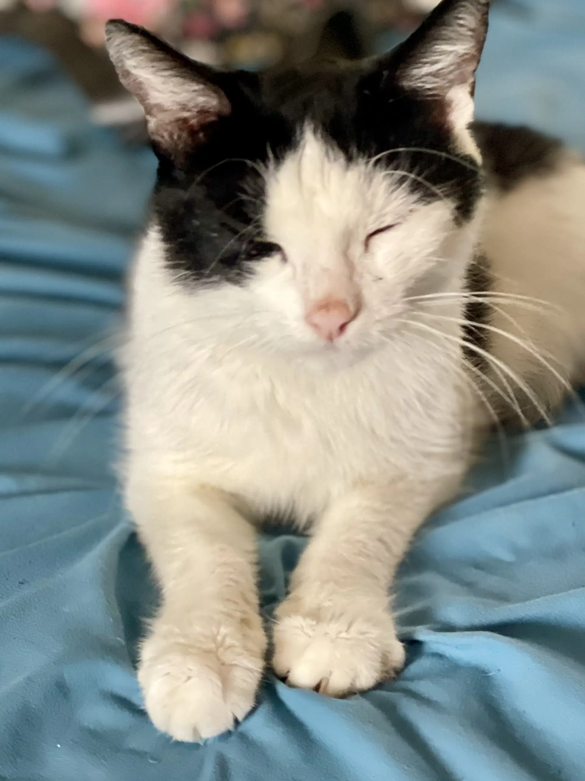Clara - Tuxedo