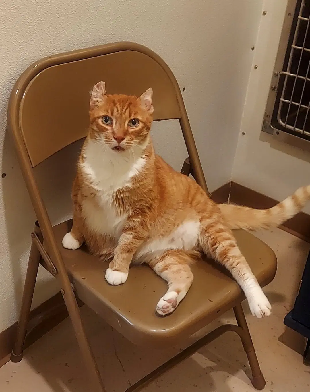 Big Boy - Tabby
