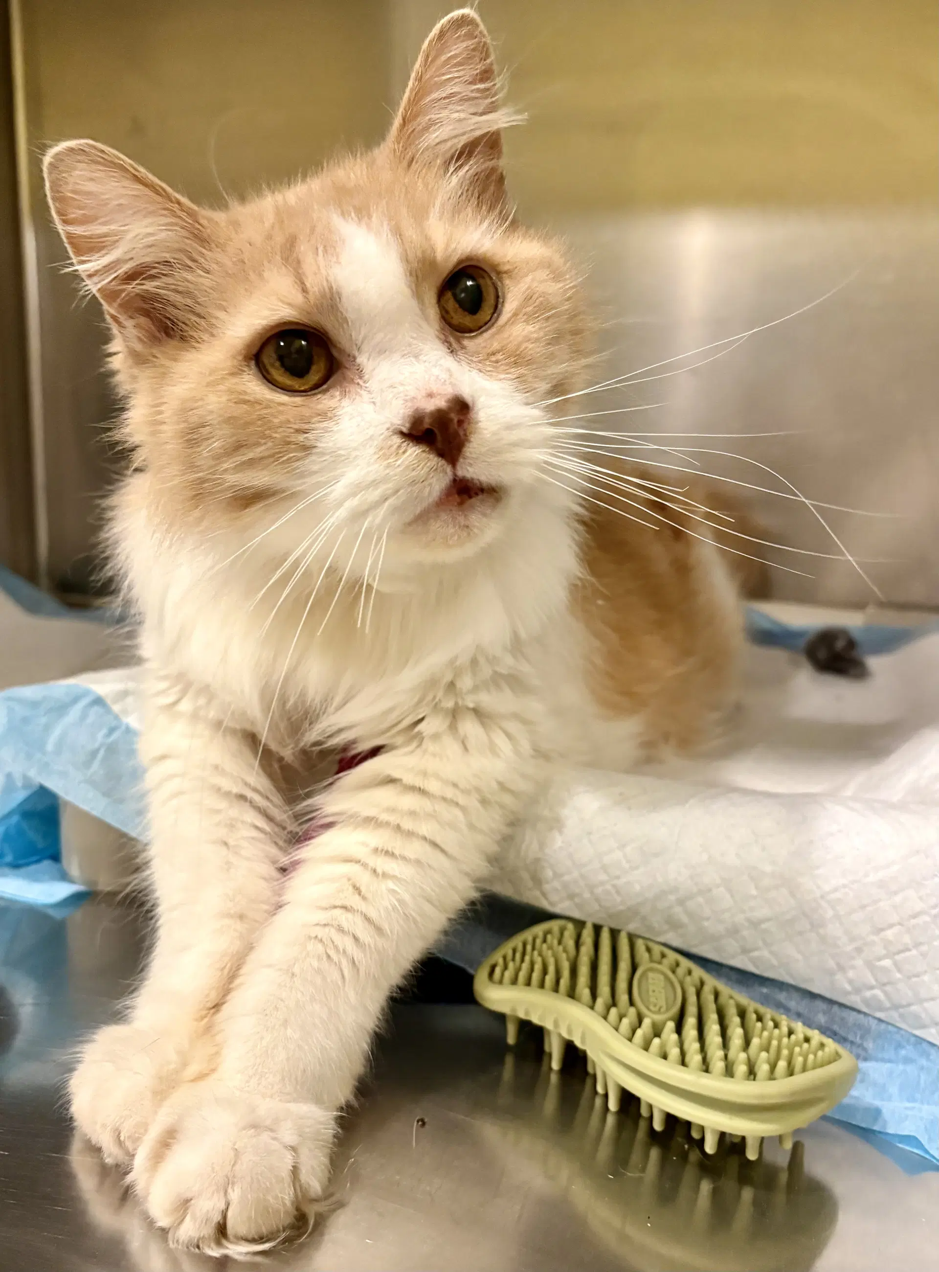 Buttons - Domestic Medium Hair