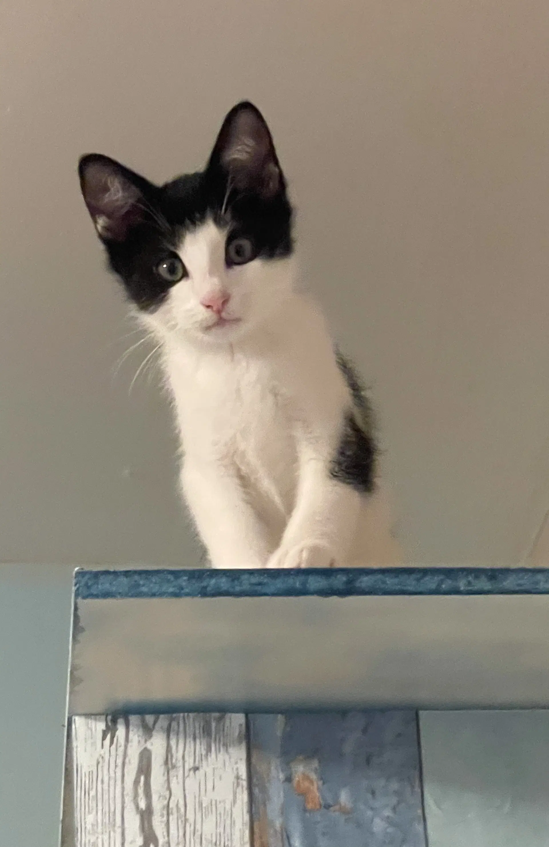 Lune - Domestic Short Hair