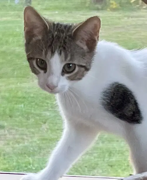 Ami image 1