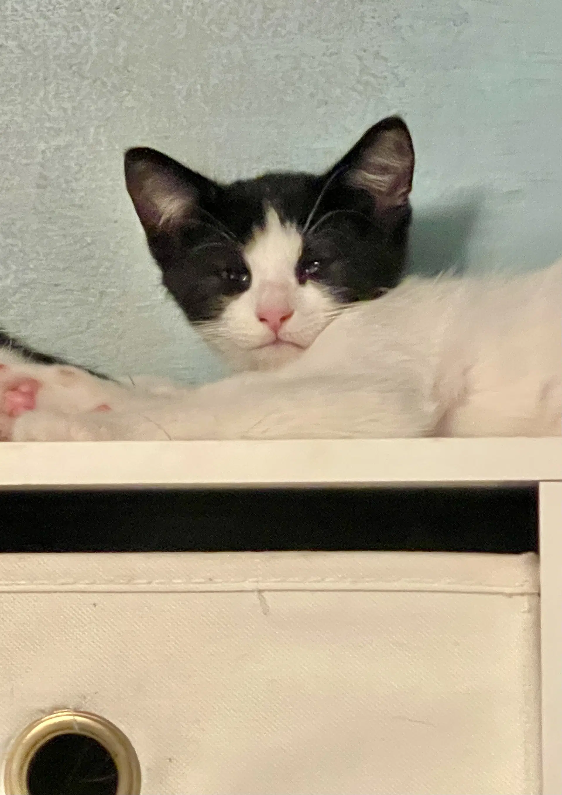Pierrot - Domestic Short Hair