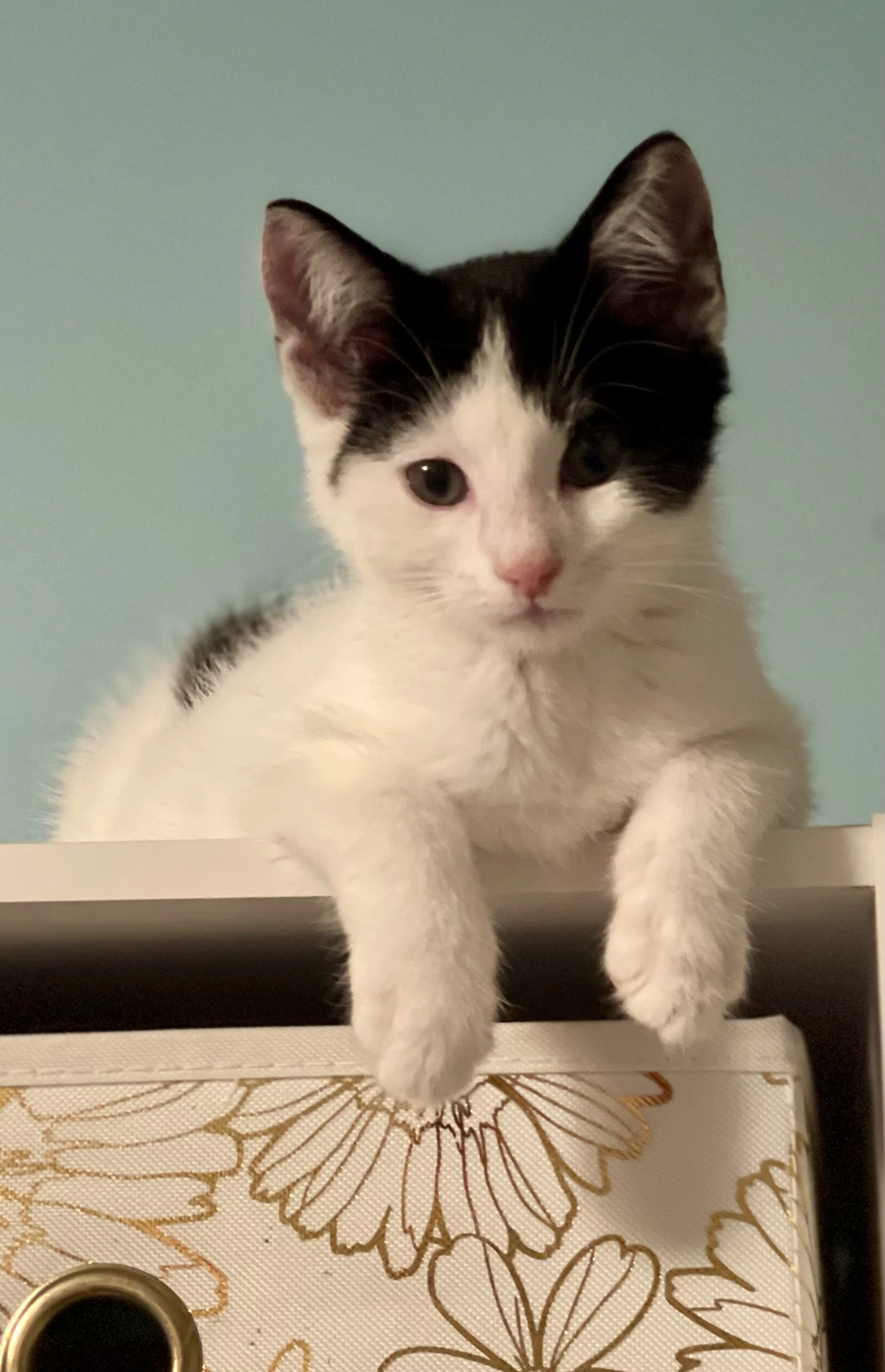 Chandelle