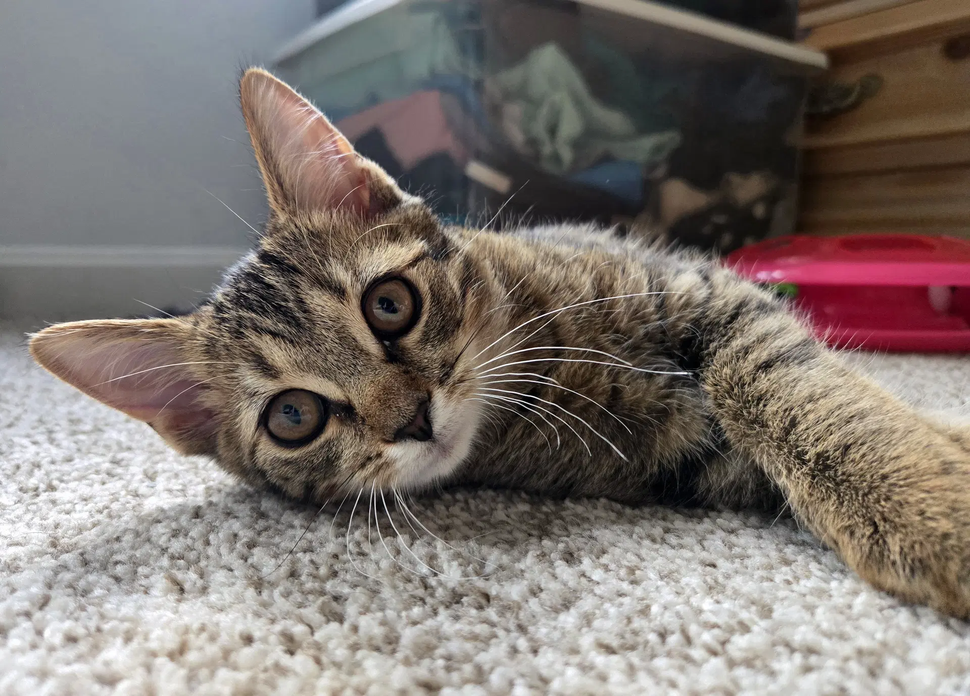 Bingo - Tabby