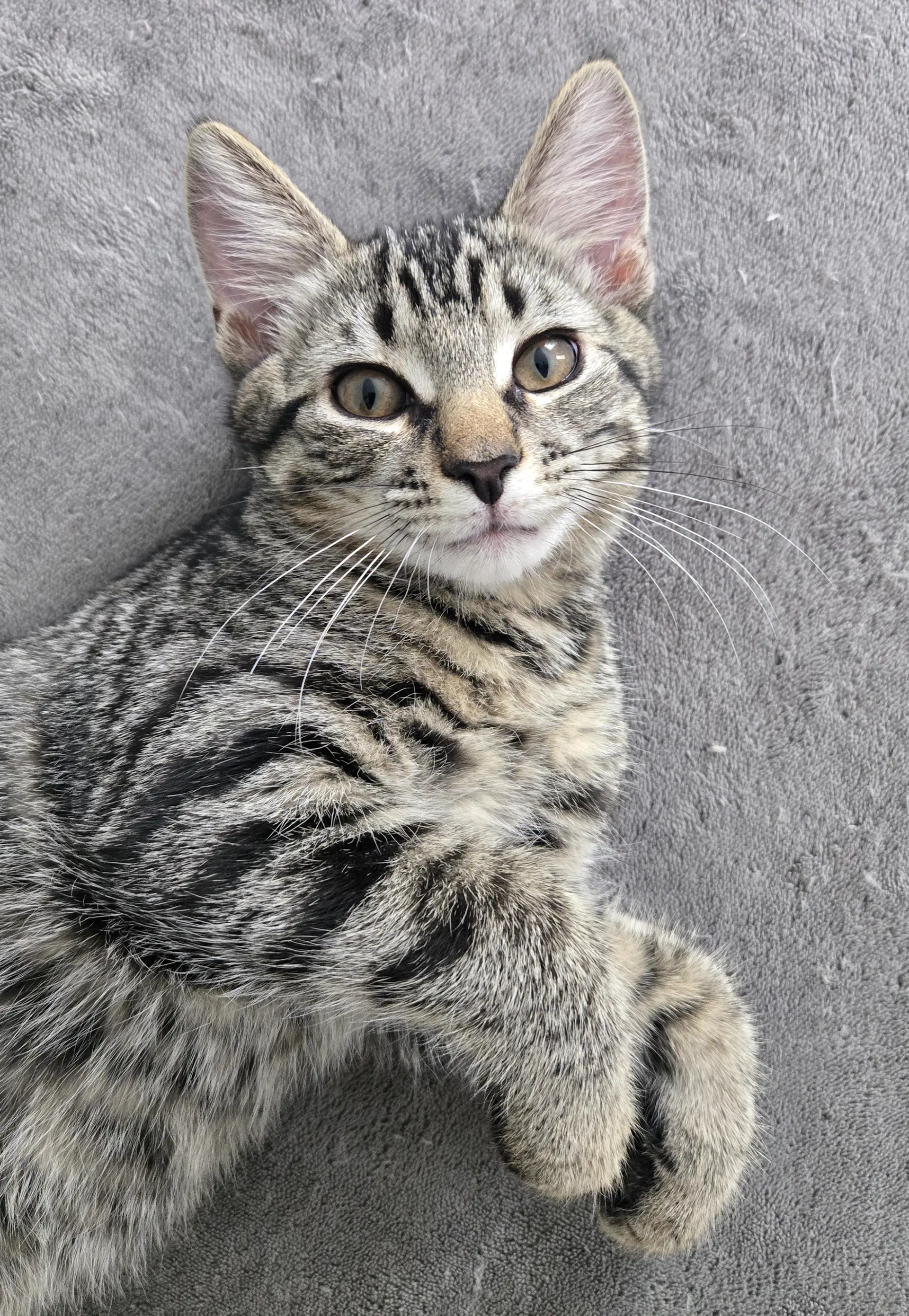 Ziggy - Tabby