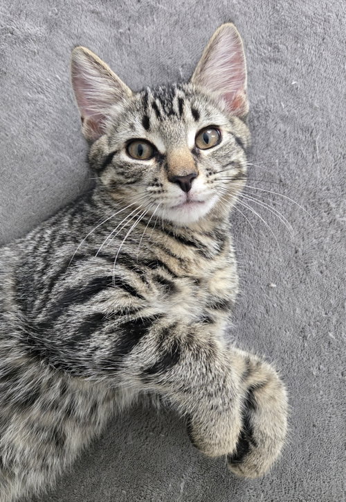Ziggy, a cat for adoption from RappCats