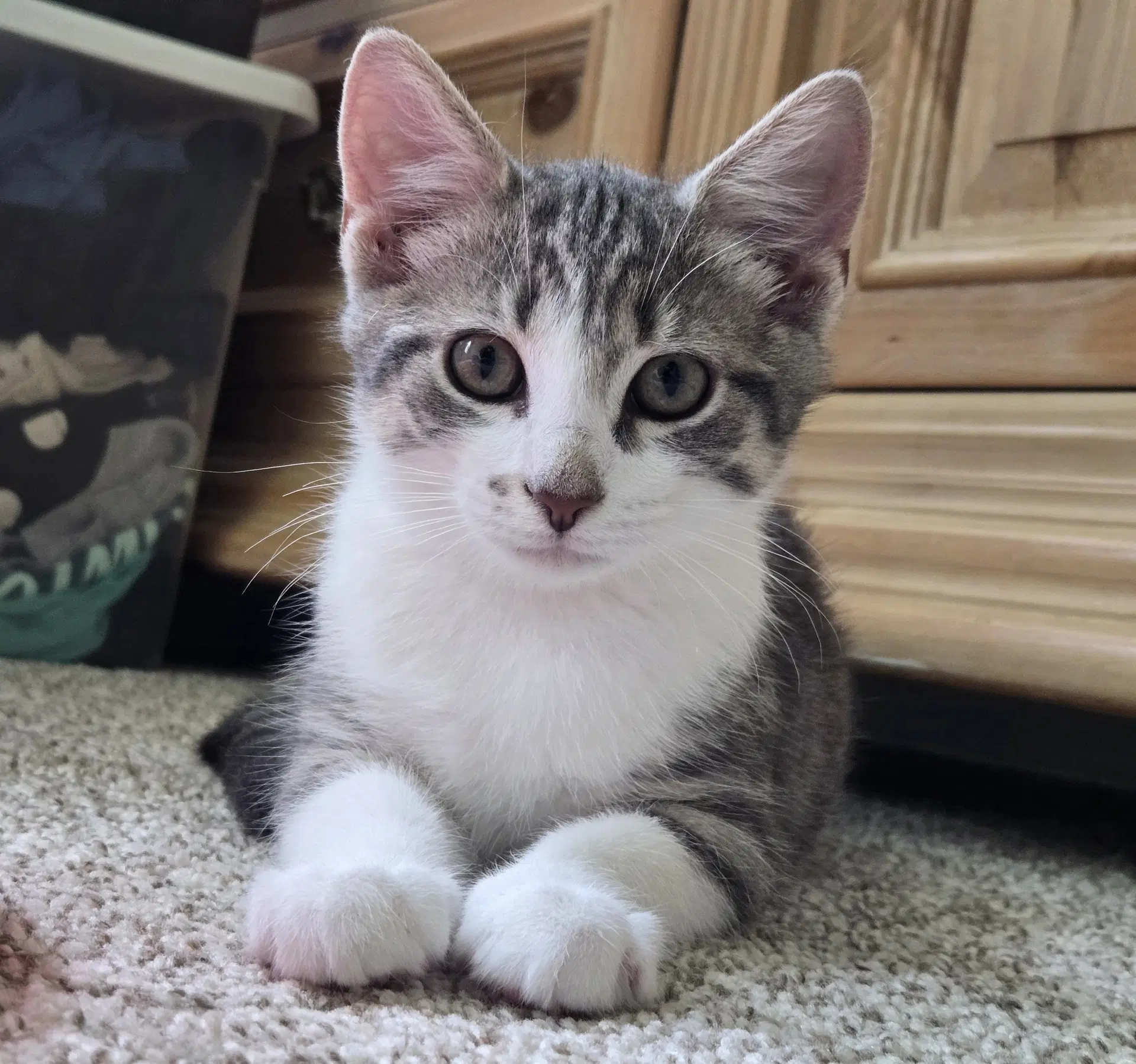 Waffles - Tabby