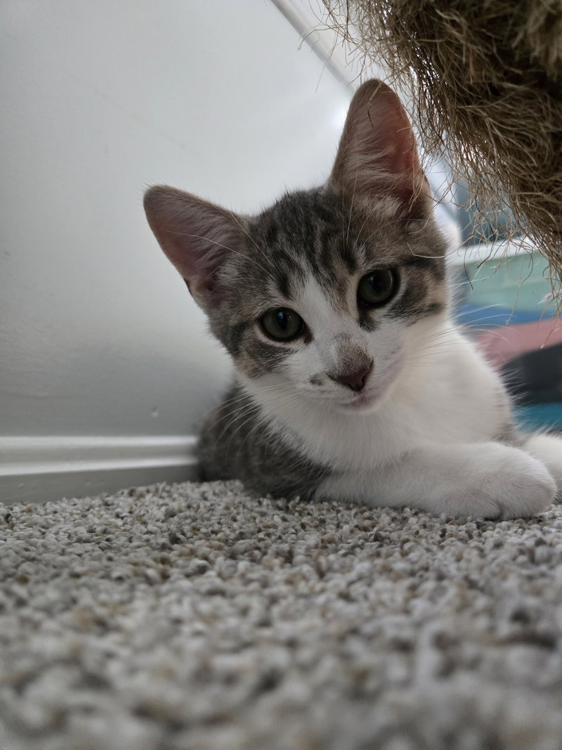 Waffles, photo 3