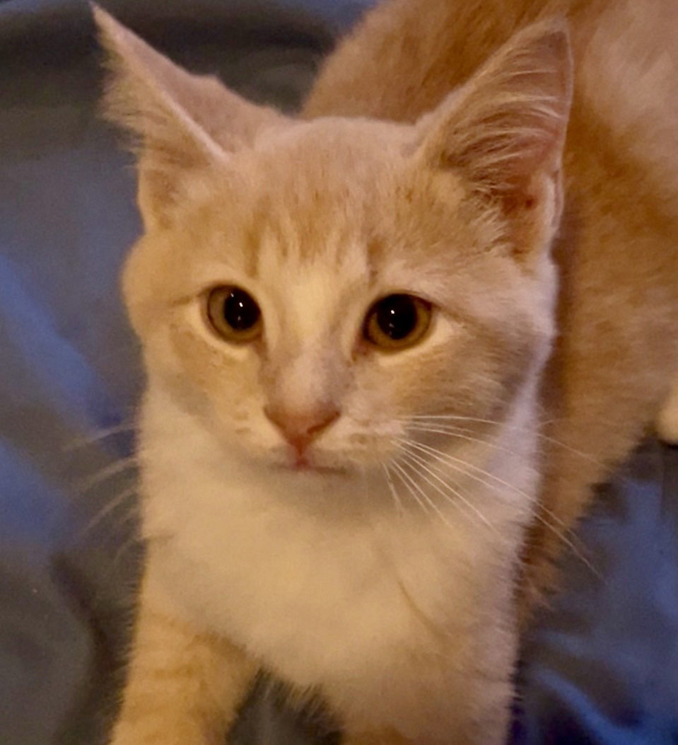 Elmo, photo 2