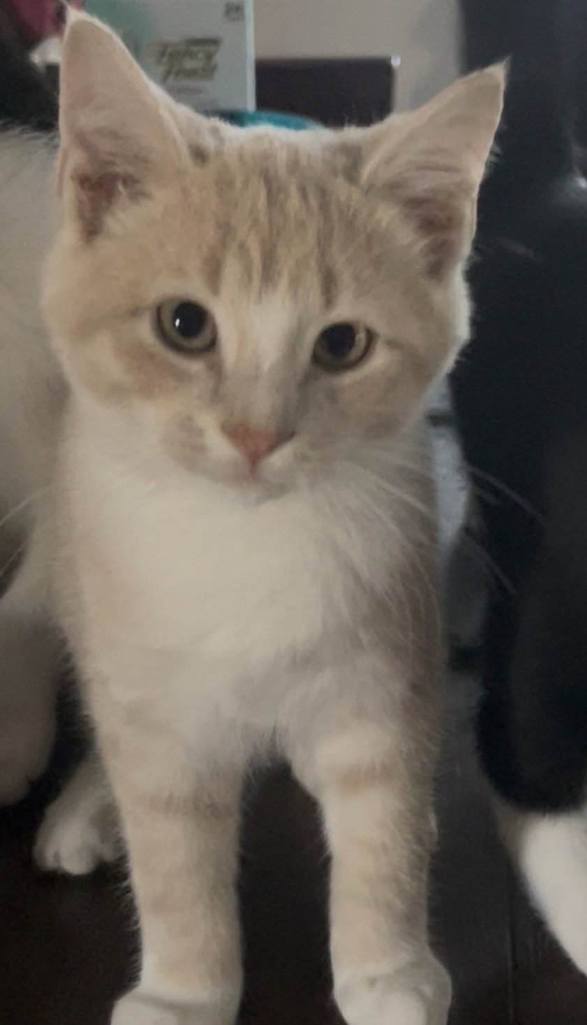 Elmo