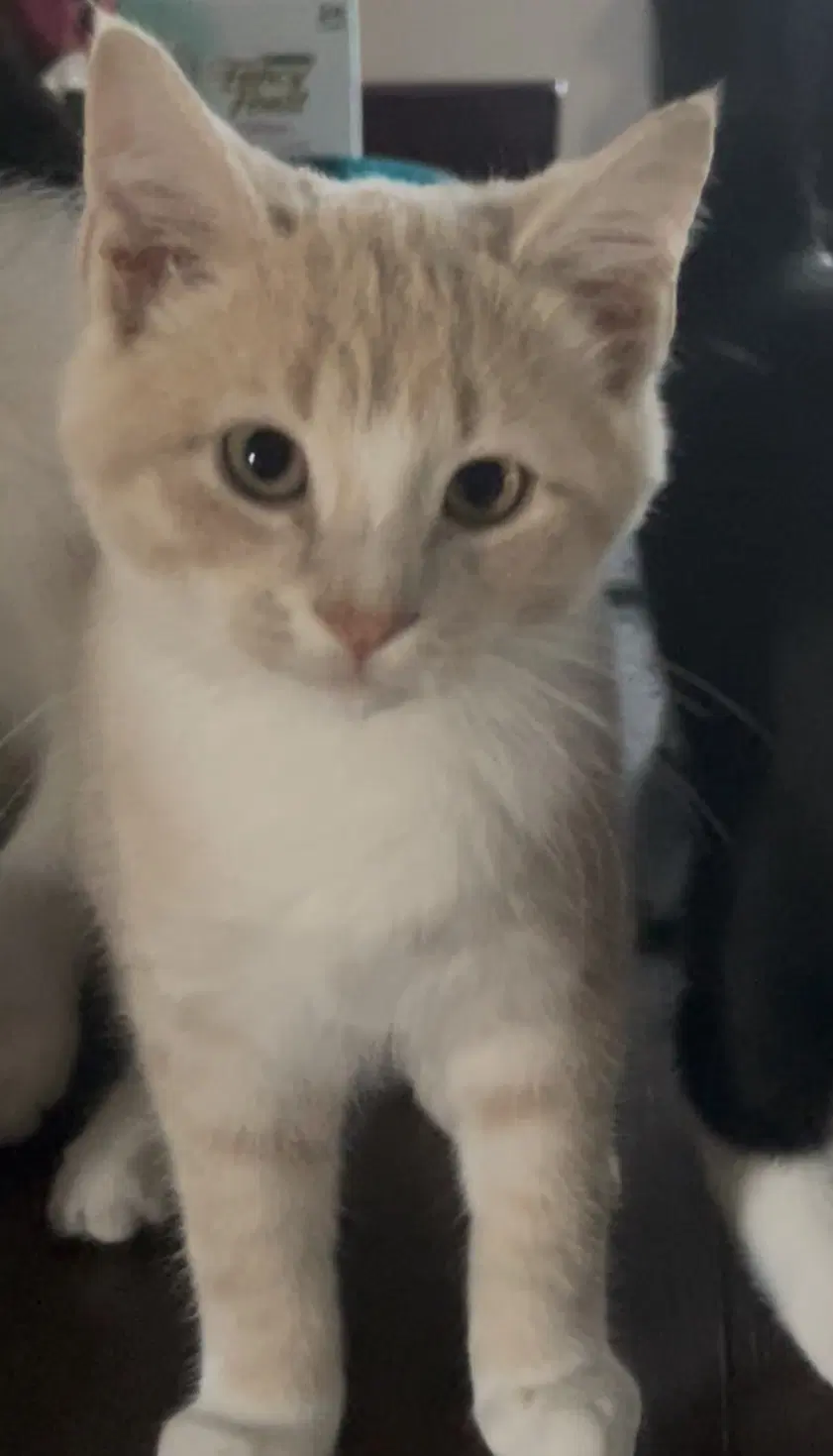 Elmo image 1