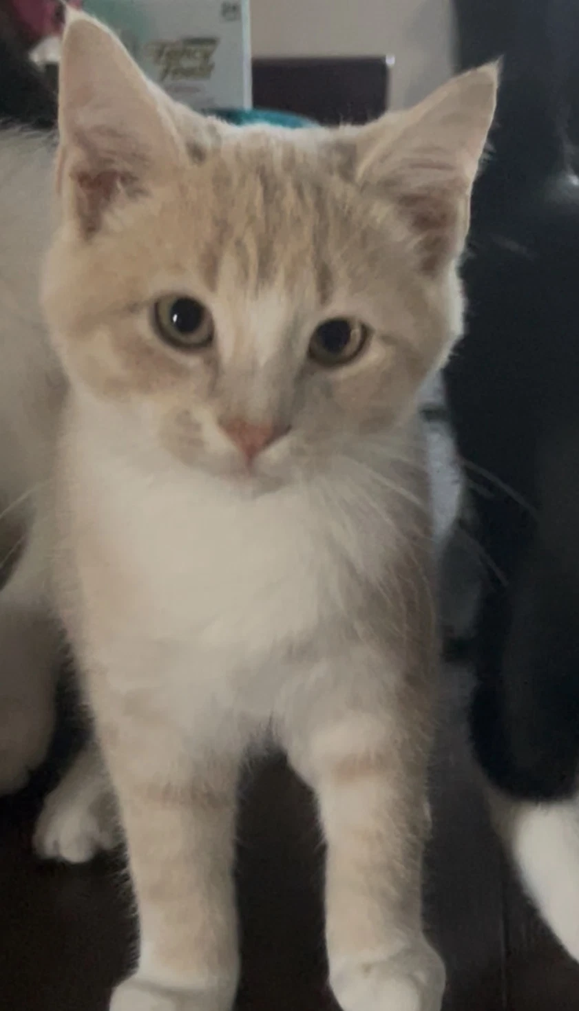 Elmo