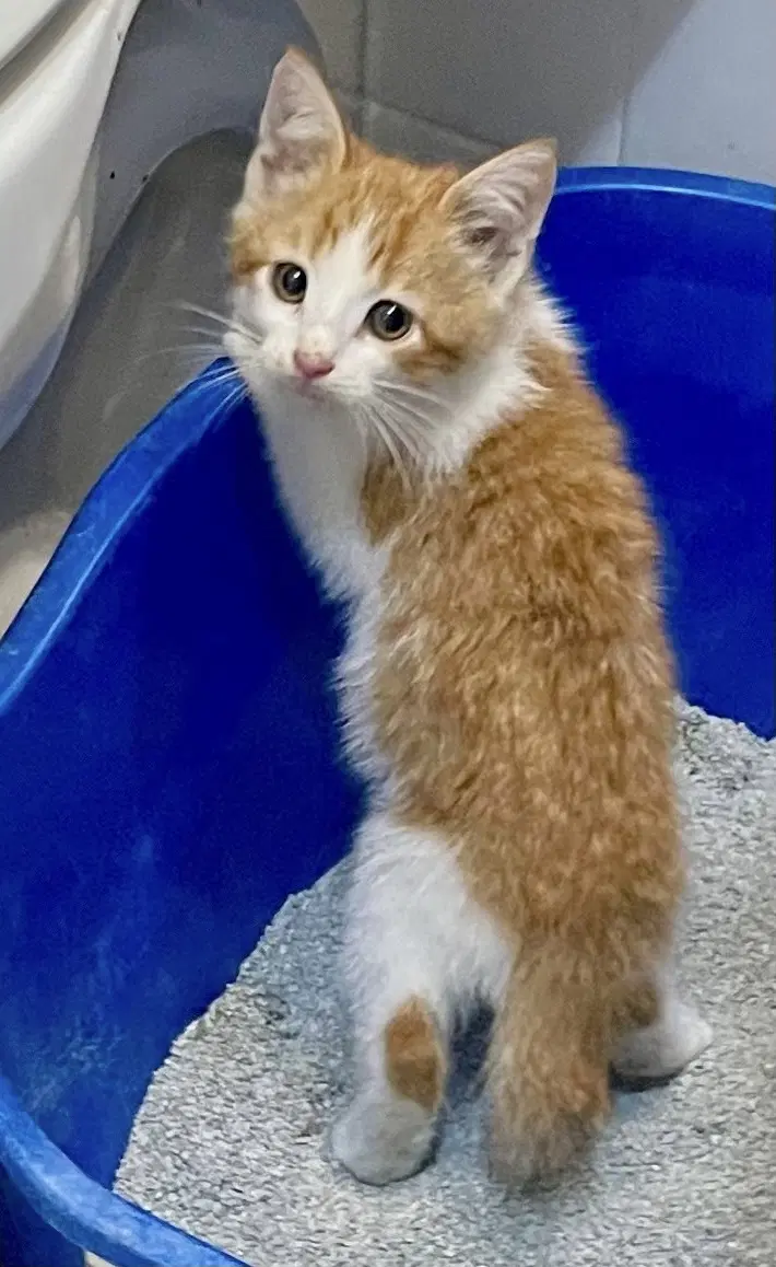 Oscar - white-and-orange