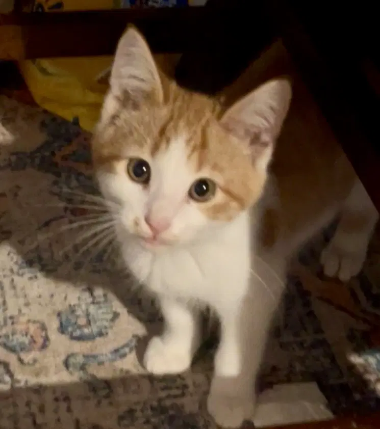 Oscar image 3