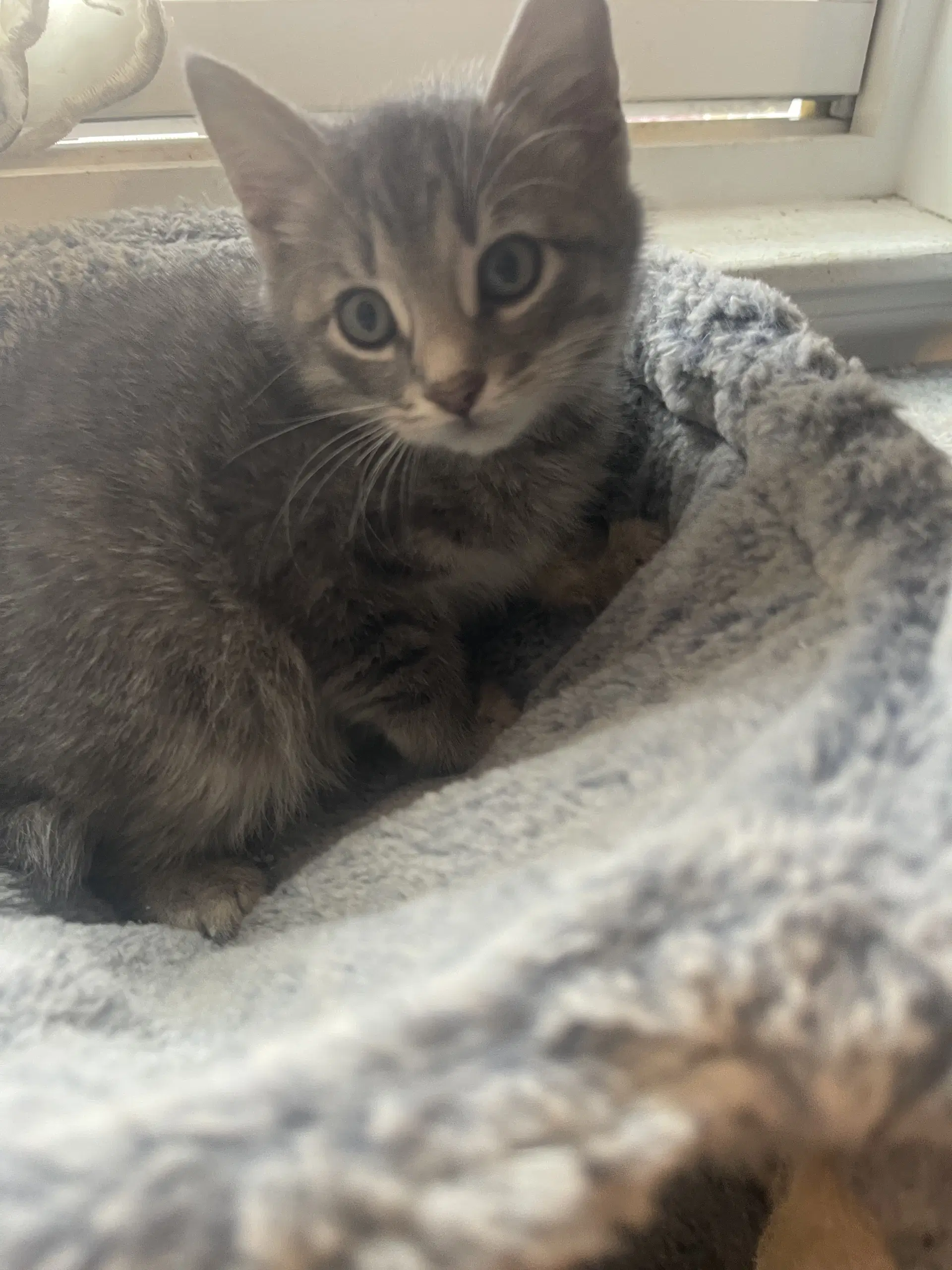 Abby image 3