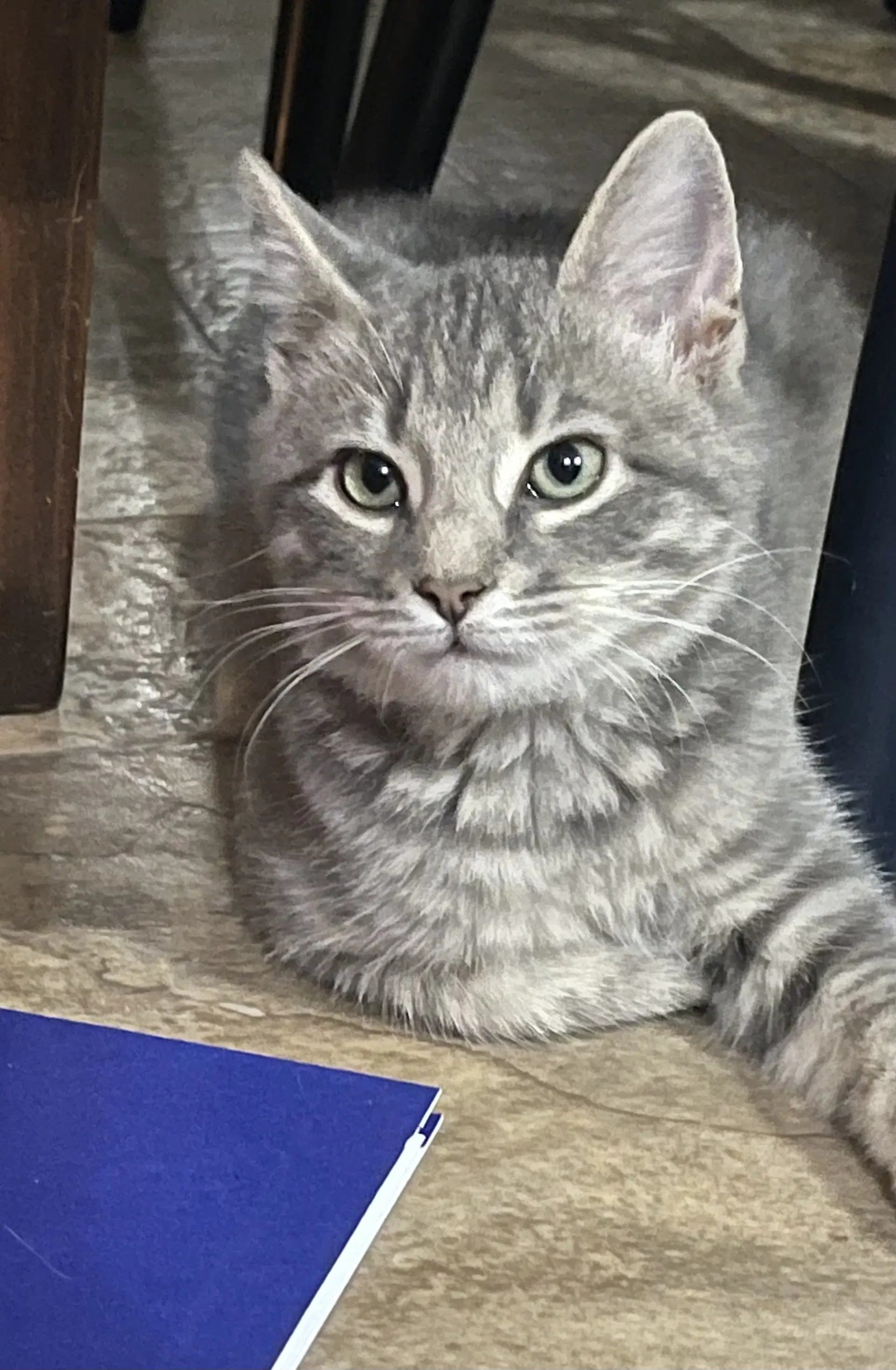 Abby - Tabby