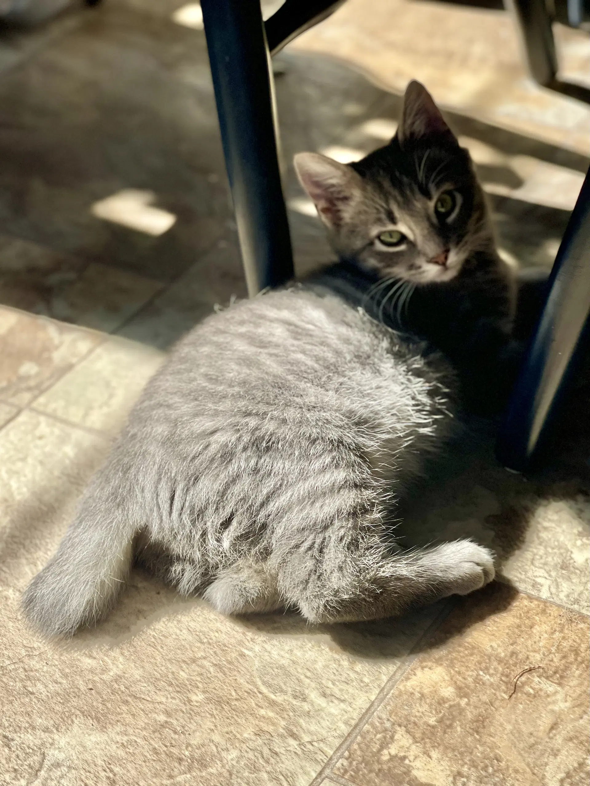 Abby image 2