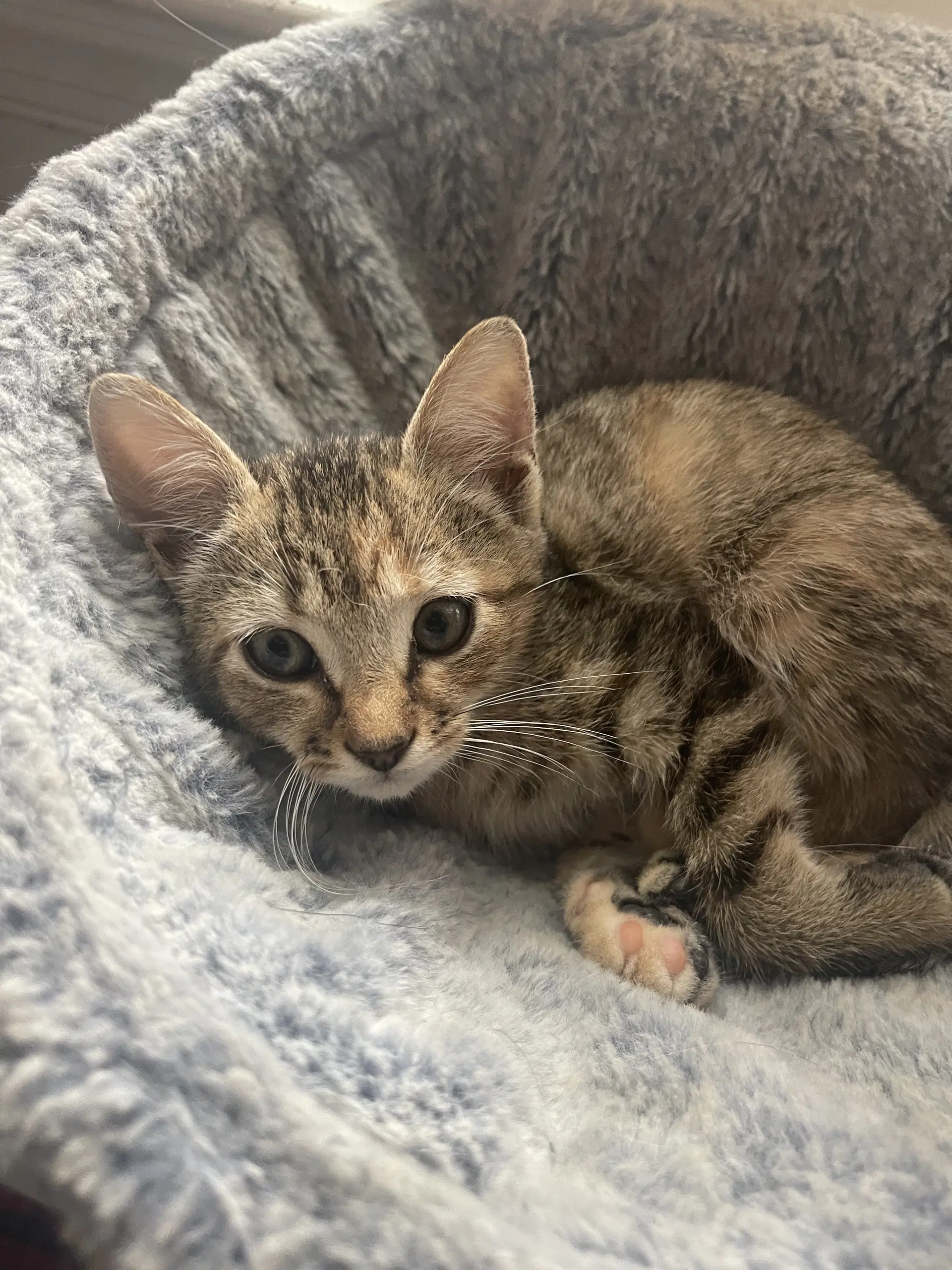 Zoe - Tabby