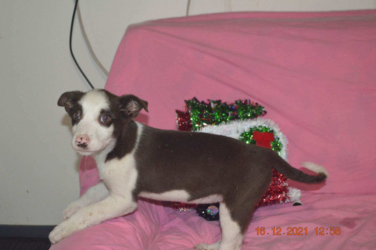 Australian shepherd outlet german shorthair mix