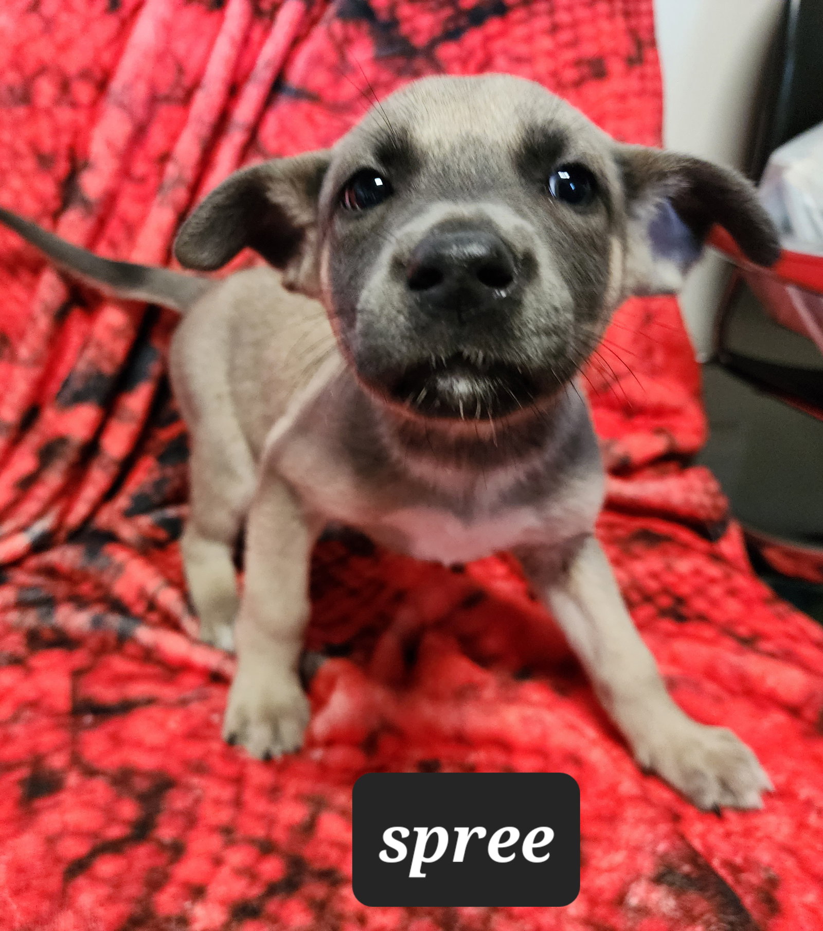 Dog for Adoption Spree, a Shepherd in Bald Knob, AR Alpha Paw