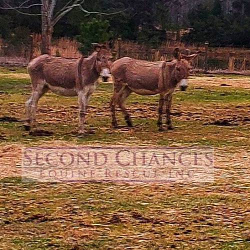 Natasha and Boris, a horse for adoption from Second Chances Equine Rescue Inc