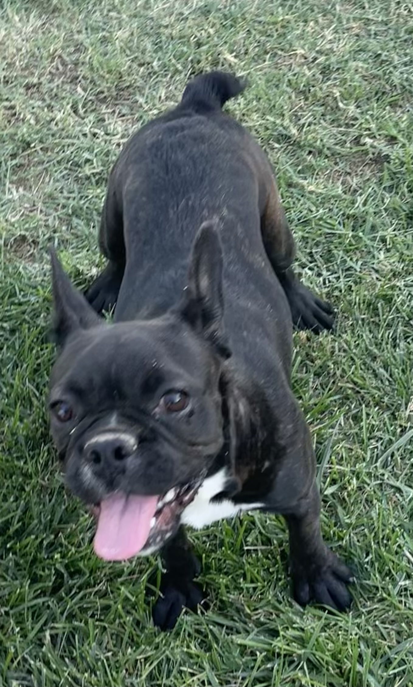 adoptable Dog in Hesperia, CA named Jade