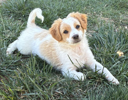 picture of the dog needing adoption