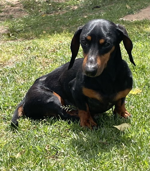 picture of the dog needing adoption